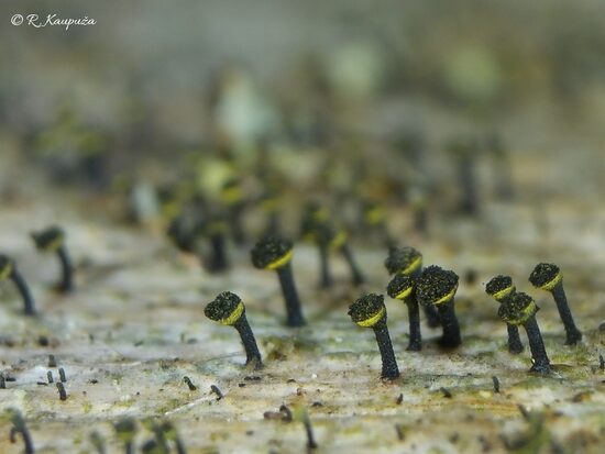 Calicium trabinellum